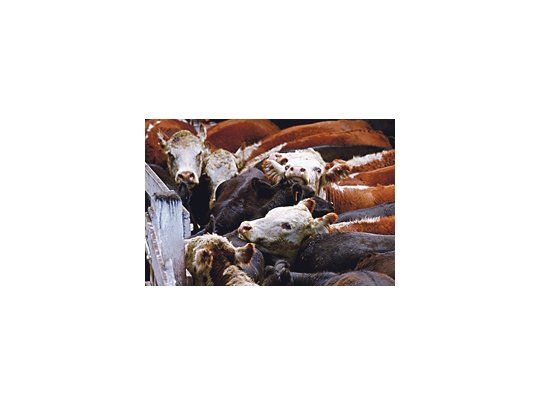Al faltante actual de vacas gordas y novillos pesados, se le comenzará a agregar una menor oferta de ganado liviano, estima el especialista.