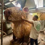 El enorme carpincho será quemado en la madrugada del 1° de enero de 2026, en Altos de San Lorenzo. El enorme carpincho será quemado en la madrugada del 1° de enero de 2026, en Altos de San Lorenzo.