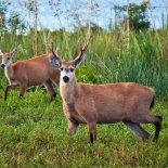 El ciervo de los pantanos dejó de ser considerado vulnerable. El ciervo de los pantanos dejó de ser considerado vulnerable.
