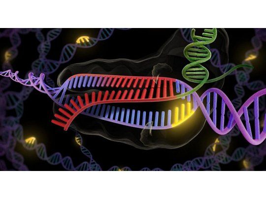 Cinco científicos compartirán premio de edición genética