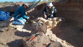 Encontraron restos que posicionan a Argentina nuevamente en el mapa mundial de estudios de dinosaurios Encontraron restos que posicionan a Argentina nuevamente en el mapa mundial de estudios de dinosaurios