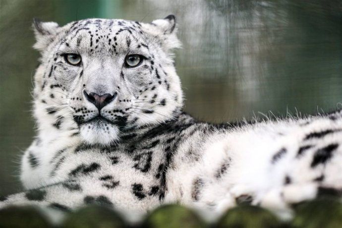 Leopardo de las nieves.
