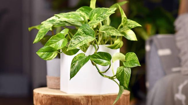 Los beneficios que puede traer esta planta a tu hogar. 