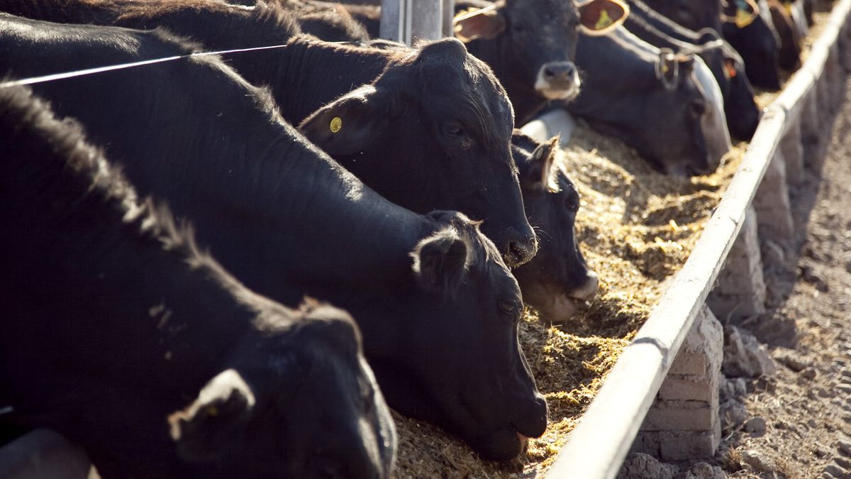 Provincia lanzó créditos para productores bovinos del sudoeste bonaerense