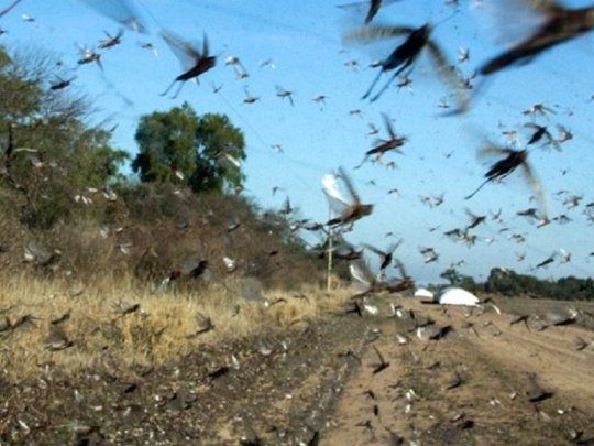 Las langostas son combatidas en el norte del pa&iacute;s donde por el momento no afect&oacute; los cultivos.