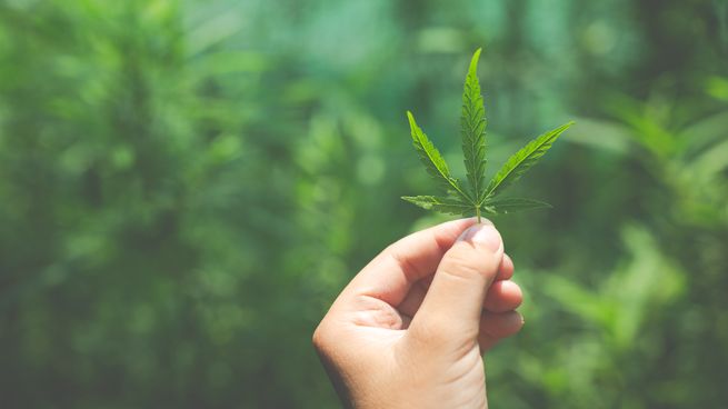 La marihuana está legalizada en Uruguay desde 2013.