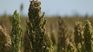 A total of 21 Uruguayan companies will be able to export sorghum to China. A total of 21 Uruguayan companies will be able to export sorghum to China.