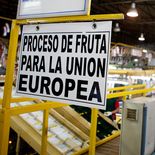Una porción importante del limón que se produce en el NOA se destina a la Unión Europea. Una porción importante del limón que se produce en el NOA se destina a la Unión Europea.