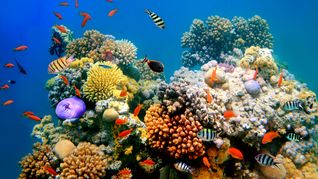 Australia anuncia u$s700 millones para proteger la Gran Barrera de Coral
