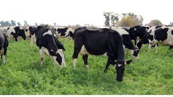 SRA exige subir el precio de la leche a productores