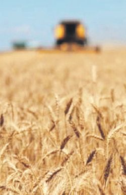 El trigo, cuya siembra comienza en la primera parte del año, sería uno de los cultivos más perjudicados.