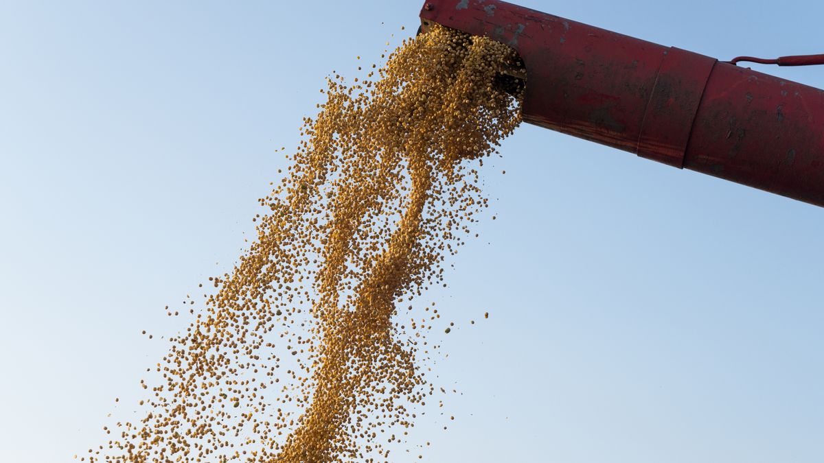 Soybean exports will collapse more than 80% this year