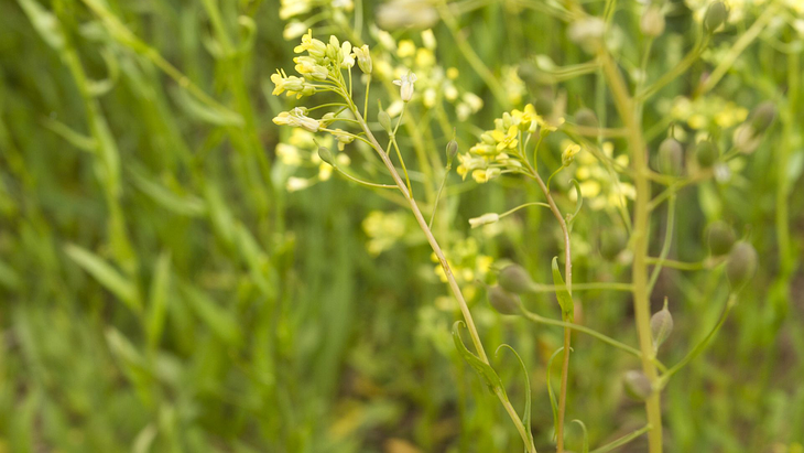 El nombre cient&iacute;fico de la camelina es Lepidium latifolium. &nbsp;