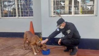 Maltrato animal en Misiones: detienen a un hombre por arrastrar a su perro con el auto