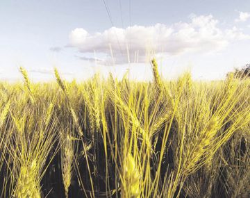 El trigo padece la falta de lluvias y su siembra se realiza de manera parcial.