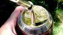 It is important to continuously prime to maintain the temperature of the mate. It is important to continuously prime to maintain the temperature of the mate.