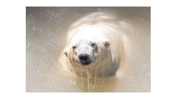 El oso Arturo vive en el zoo de Mendoza hace más de 20 años.