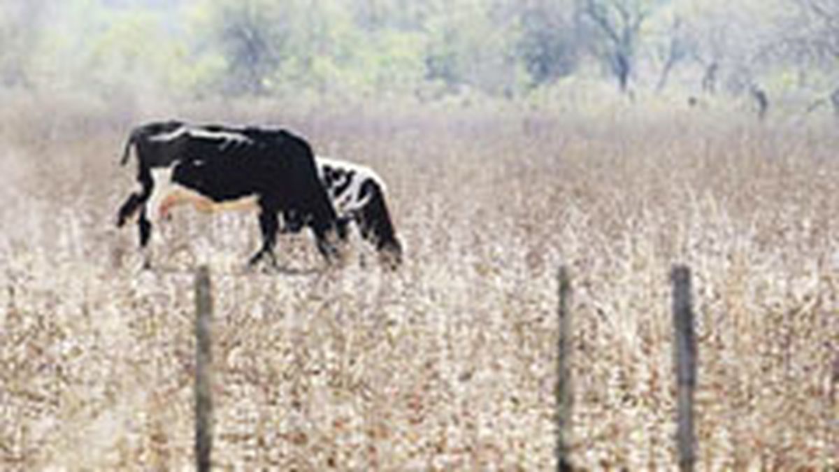 The state of agricultural emergency was decreed in Chaco and its validity was extended in Corrientes