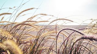 ámbito.com | Trigo (pvproductions - Freepik).jpg