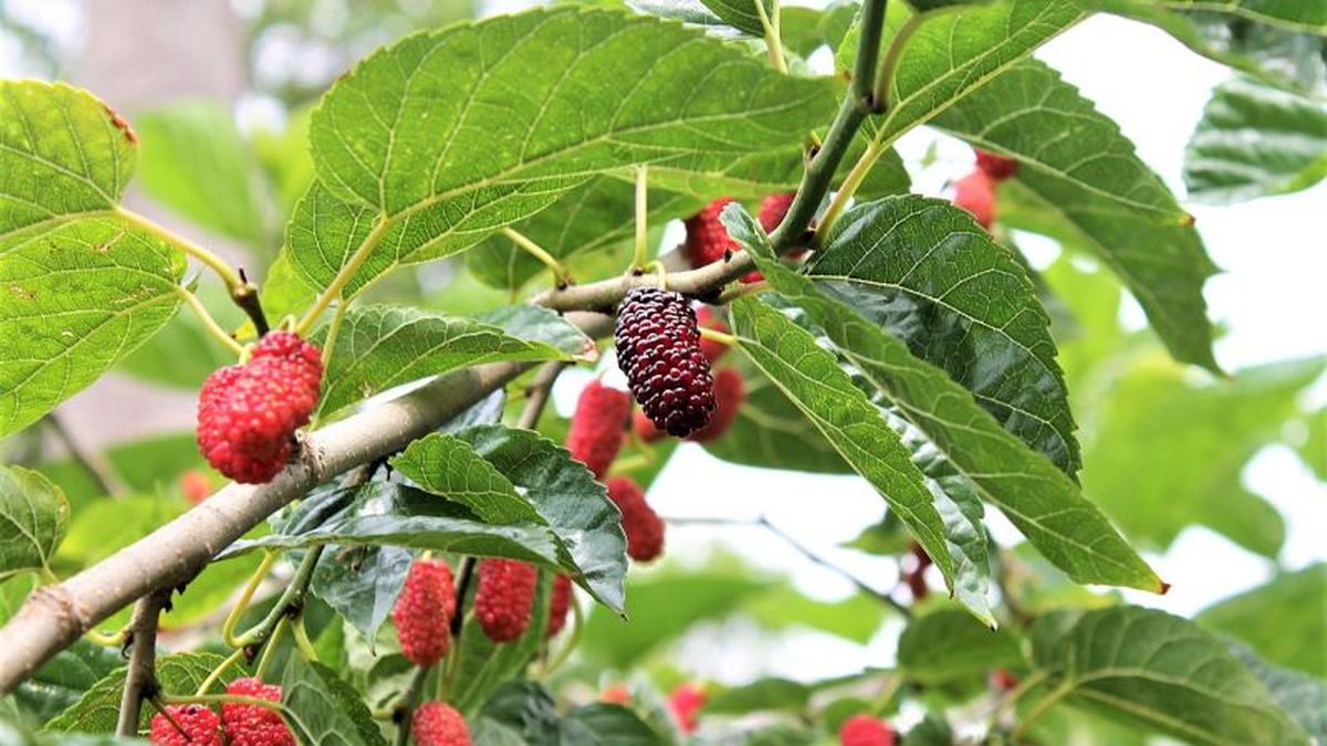 The magical infusion that has more calcium than milk and has medicinal purposes