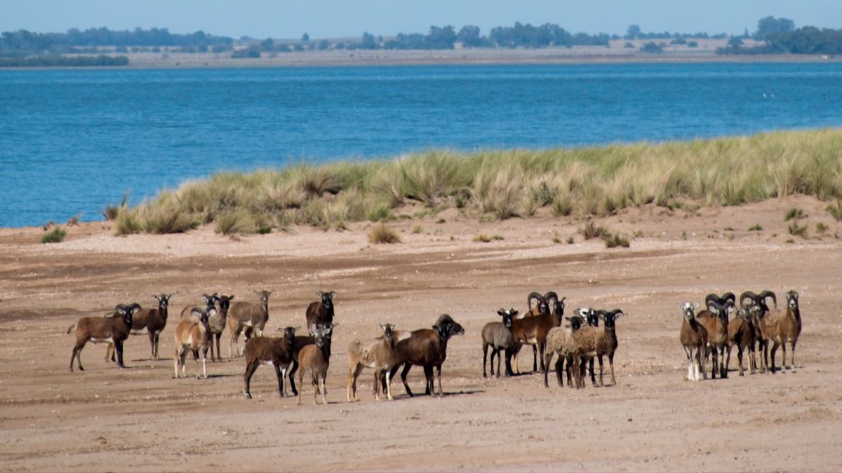 The mysterious island at a few hours from Buenos Aires that is presented as one of the best destinations for a escape to alone