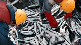 actualizan el regimen de facilidades de pago para multas del sector pesquero actualizan el regimen de facilidades de pago para multas del sector pesquero