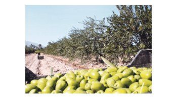 El Consejo Agrícola Internacional cambió los parámetros de identificación, ampliando las oportunidades de los aceites de oliva argentinos.