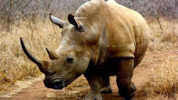 la caza furtiva de rinocerontes aumenta en sudafrica