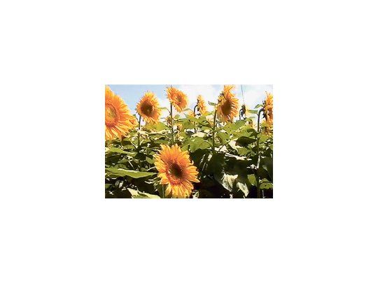 Desde la cadena del girasol, Asagir, estiman que podría registrarse un aumento en la intención de siembra en los próximos 40 días, debido a la sequía en Europa y el pronóstico de lluvia en las zonas del cultivo.