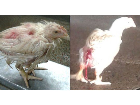 Los trabajadores denunciaron que Cresta Roja no alimenta a los pollos y que la faena en las dos plantas de producción está paralizada porque los animales no logran llegar al peso ideal para consumo.