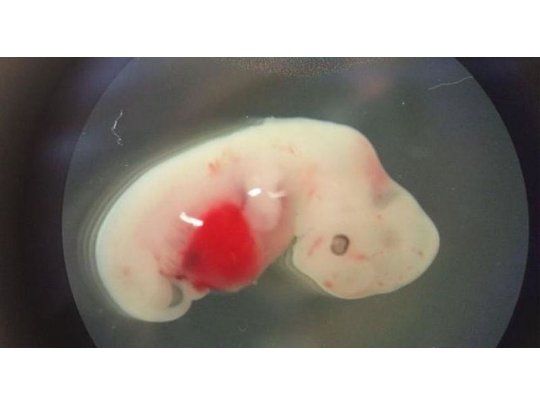 Crean el primer embrión híbrido entre hombre y oveja