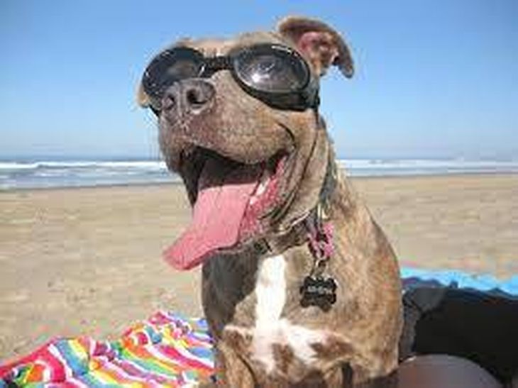 With sales that exceeded $3 million, Doggles became a more than profitable business for its owner. With sales that exceeded $3 million, Doggles became a more than profitable business for its owner.