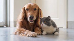These items are important in your pets' medicine cabinet. These items are important in your pets' medicine cabinet.