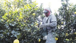 Alerta. Los productores de limón y derivados del noroeste argentino están en alerta luego de conocer el proyecto de “ley ómnibus” enviado al Congreso por el presidente de Javier Milei. Consideran negativo su impacto.