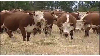 Cayó 36% el ingreso de animales en 2016