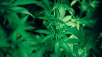 Alemania se encamina a legalizar el consumo recreativo de cannabis.