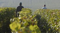Francia es el segundo prodcutor mundial de vinos.