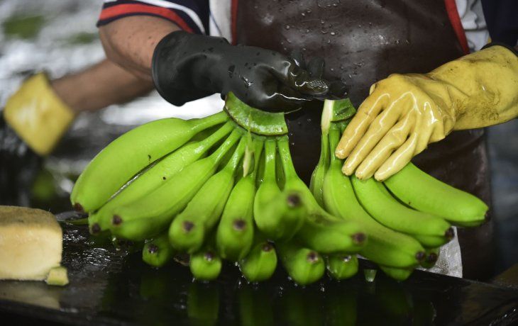 La banana ecuatoriana concentra el 70% del mercado argentino.
