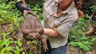 australia: guardaparques hallaron un monstruo gigante de casi 3 kilos