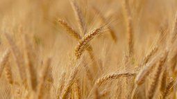 Bioceres Crop Solutions (BIOX) es responsable del desarrollo de la tecnología HB4.  Bioceres Crop Solutions (BIOX) es responsable del desarrollo de la tecnología HB4.