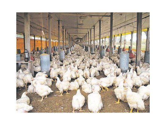 Negocio. La avicultura argentina tuvo un fuerte crecimiento de la mano de importantes inversiones en los últimos 10 años. El consumo de carne de pollo per cápita se ubica en alrededor de 45 kilos por año.