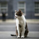 Larry celebra 15 años como Chief mouser de la residencia oficial del primer ministro de Reino Unido. Larry celebra 15 años como Chief mouser de la residencia oficial del primer ministro de Reino Unido.