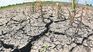 The agricultural emergency could soon return to Uruguay. Uruguay is facing the worst drought in the last century.