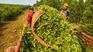 La yerba mate acumula 27 meses de caída y se sostiene en el color rojo del semáforo de Coninagro.