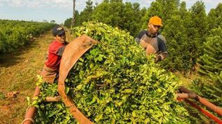 Trabajadores rurales realizan la cosecha de hoja verde de yerba mate, una actividad clave para la producción en el noreste argentino Trabajadores rurales realizan la cosecha de hoja verde de yerba mate, una actividad clave para la producción en el noreste argentino