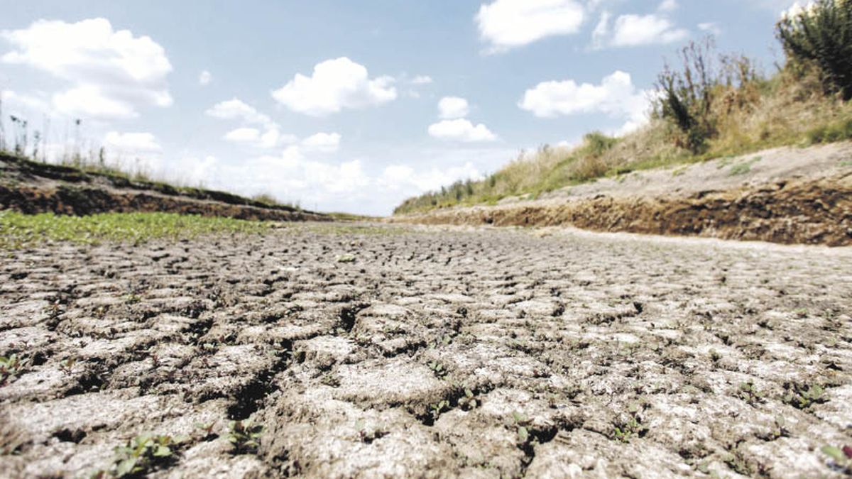Malezas y sequía: dos variables que marcarán la campaña de soja