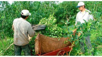 Productores harán un yerbatazo en Capital en reclamo de mejores precios