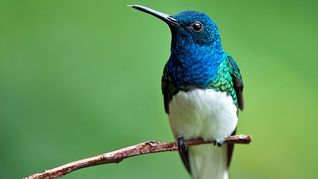El significado espiritual de la aparición del colibri en tu casa, según el Feng Shui. El significado espiritual de la aparición del colibri en tu casa, según el Feng Shui.