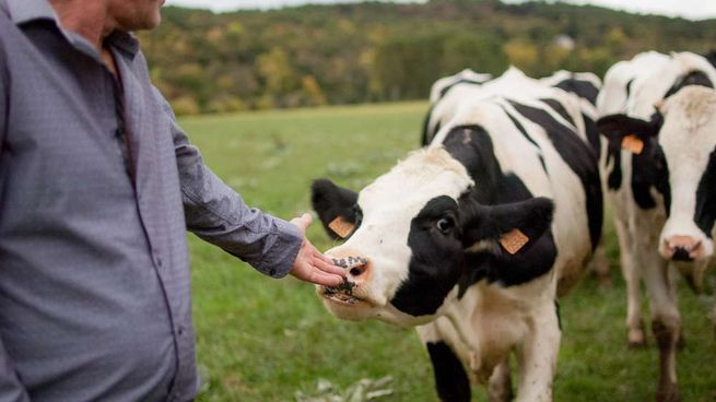 Vacas.jpg