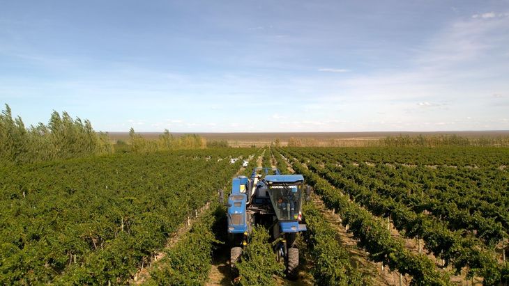 La Pampa se subió al boom del pistacho con fuertes inversiones del sector privado. 